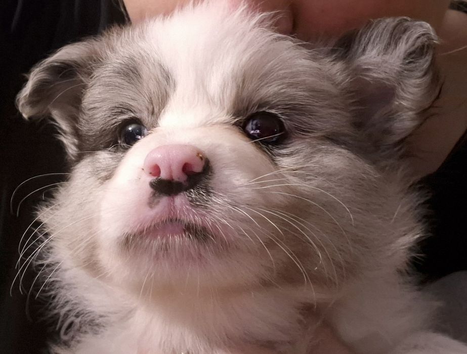 Border Collie suczka ZKwP