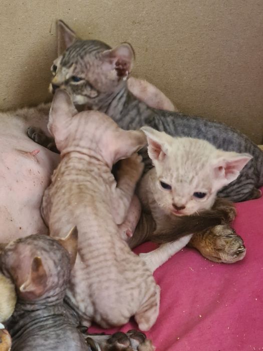 Котята девон-рекс бронирование