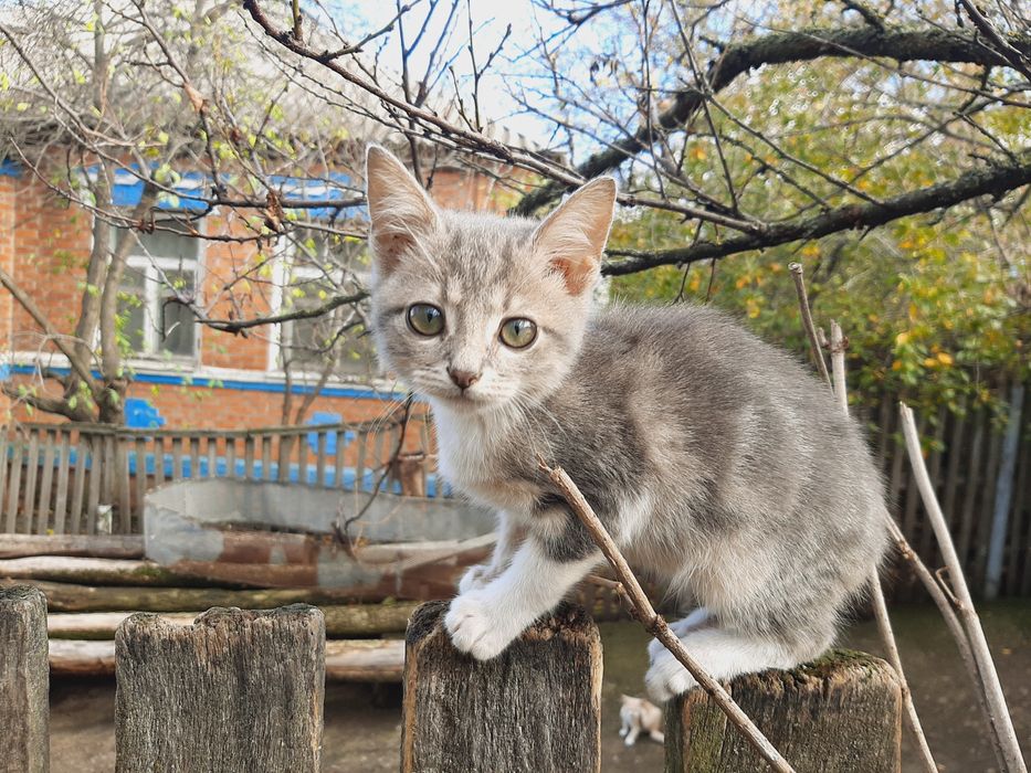 Отдам в хорошие руки. Бесплатно
