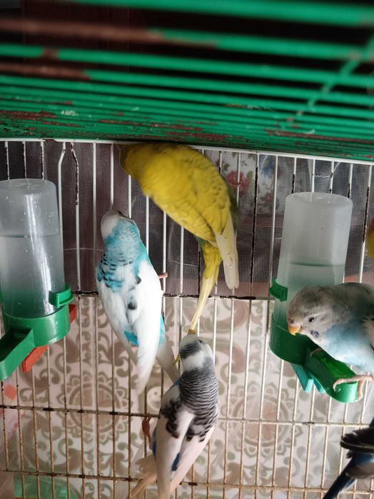 Piriquitos com cerca de um ano para venda