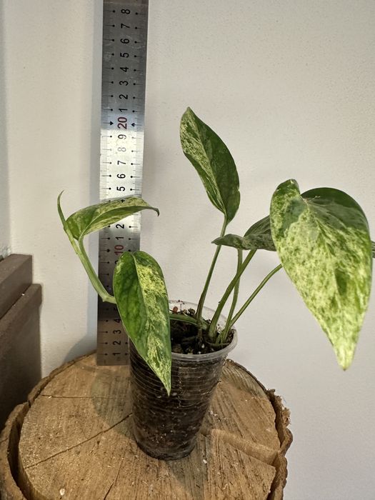 Епіпремнум Epipremnum White Marble