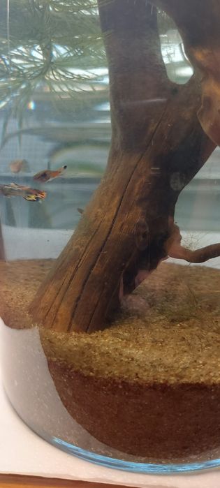 Rybki gupiki akwarium mały zbiornik na parapet biurko