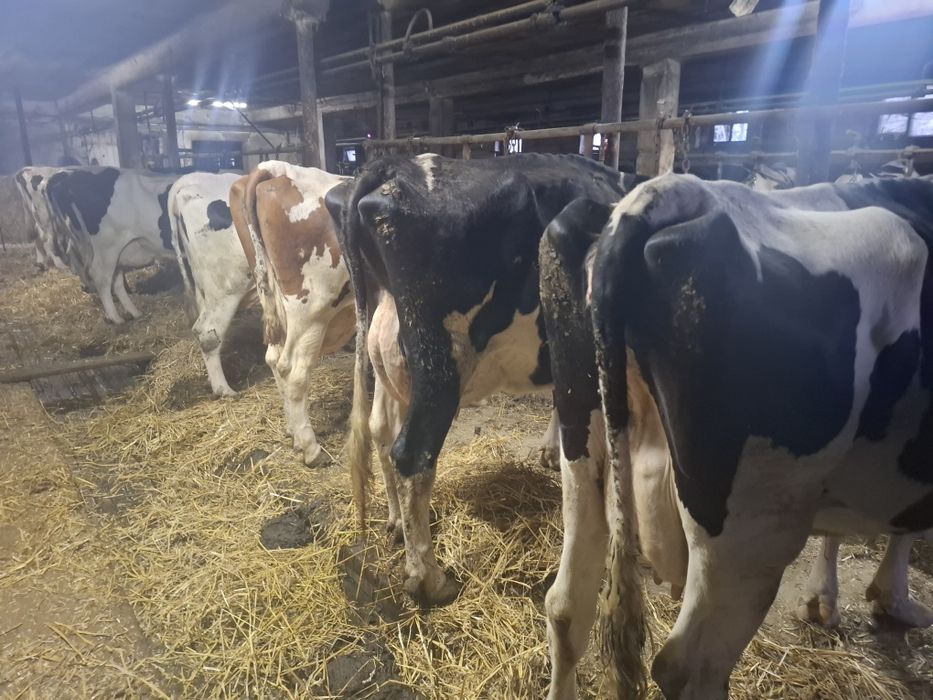 Krowy mleczne likwidacja stada