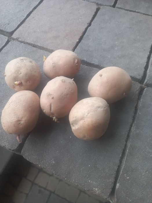 Ziemniaki Bellarosa kaliber od 3 -5 cm