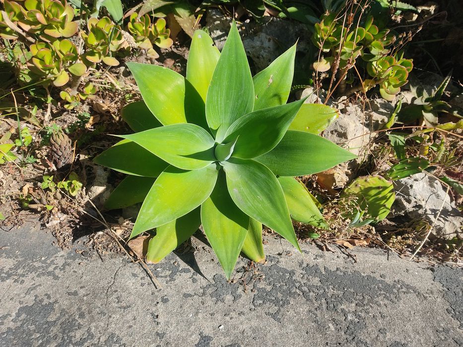 Planta de Madeira também conhecida como Agave Dragão