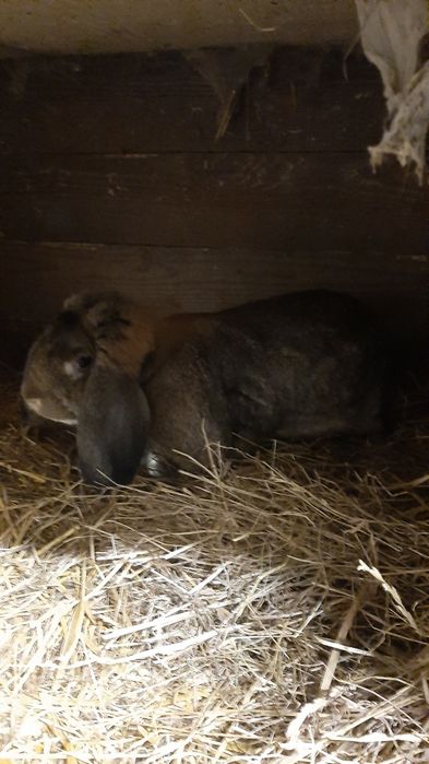 Króliki Barany młode