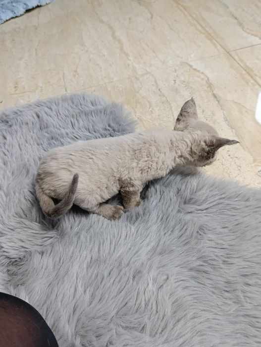 Kocurek Devon rex point rodowód FPL