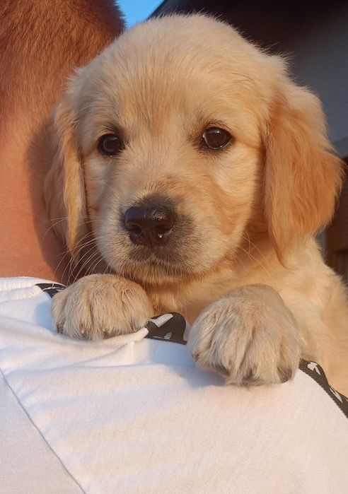 Golden Retriever po Championach