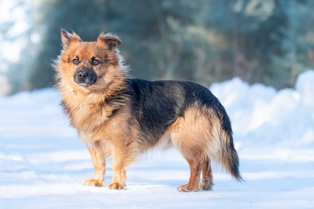 Tomino: wesoły i przyjazny puchatek