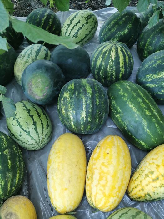 Кавун домашній продам