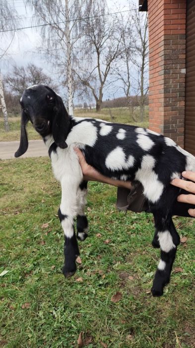 Англо-нубійські 100% кози