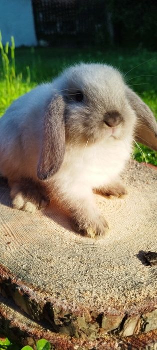 Królik miniaturka baranek miniaturowy mini lop króliczek