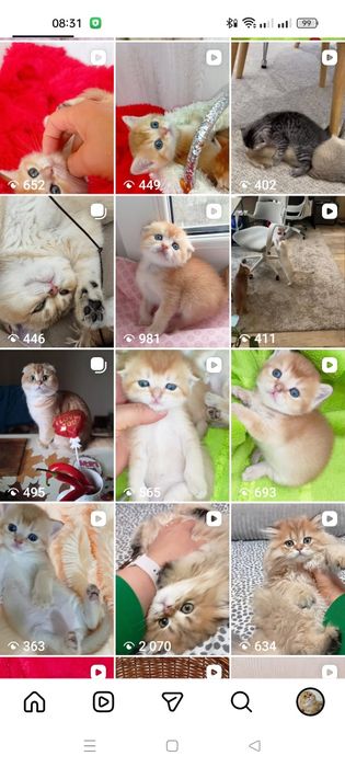 Шотландські кошенята золота шиншила висловухі і прямовухі