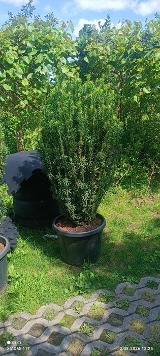 Głowocis Drzewko ozdobne