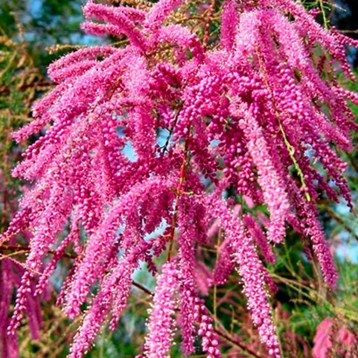 Саджанці кущового тамаріксу Роздріб/ аженцы кустового тамарикса ОПТ