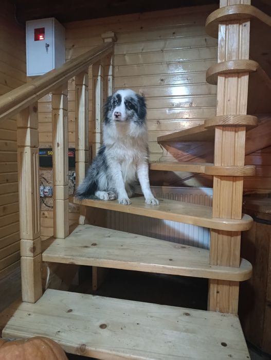 Чистокровні   Border Collie