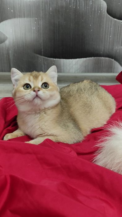 Висловухие прямоухие котята золотая шиншилла мальчик девочка