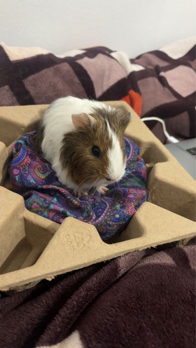 Guineapig for 30