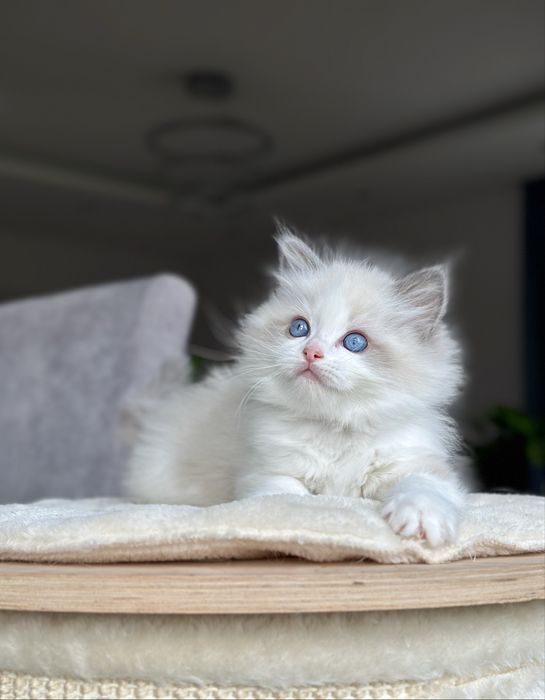 Kocurek ragdoll hodowlano wystawowy FPL