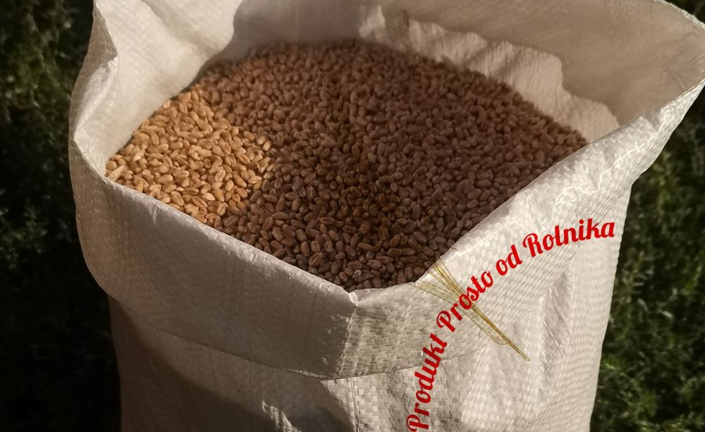 Pszenica Pakowana w worki 25 kg Wysyłka natychmiast Inpost
