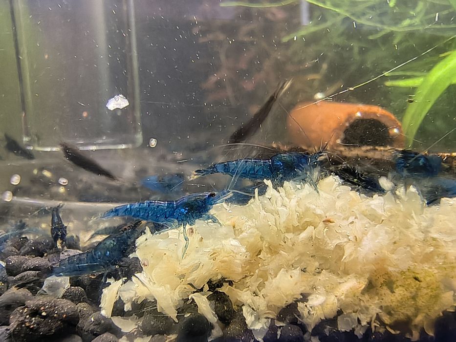 Krewetki Blue Velvet
