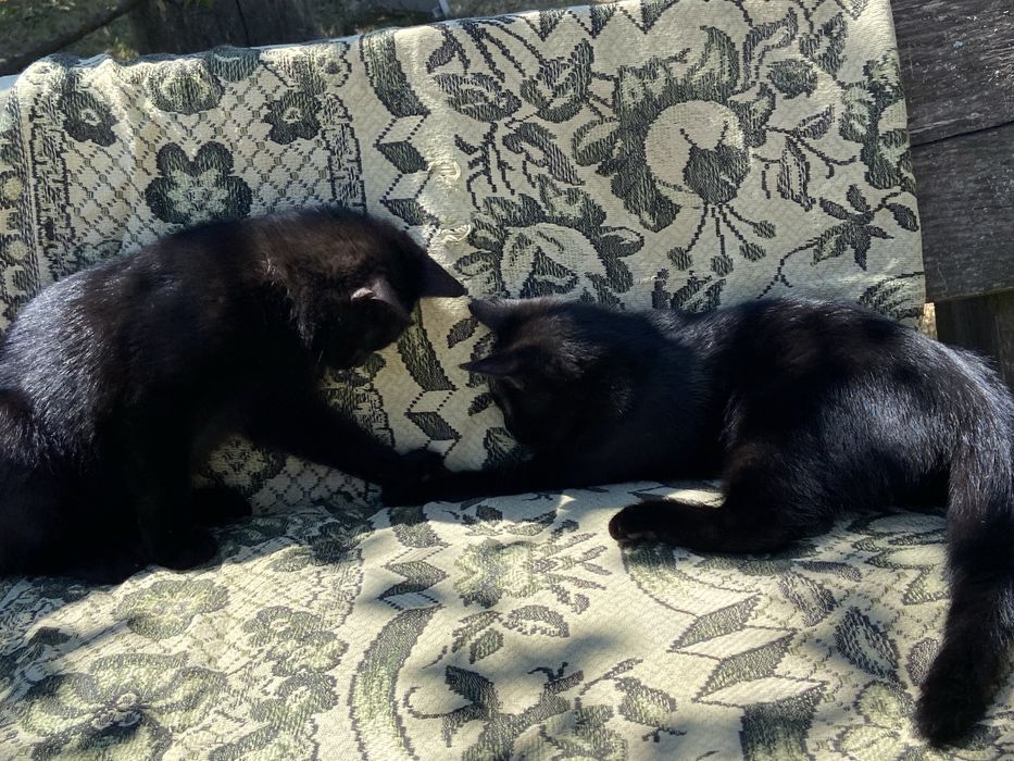 Котенята в добрі руки