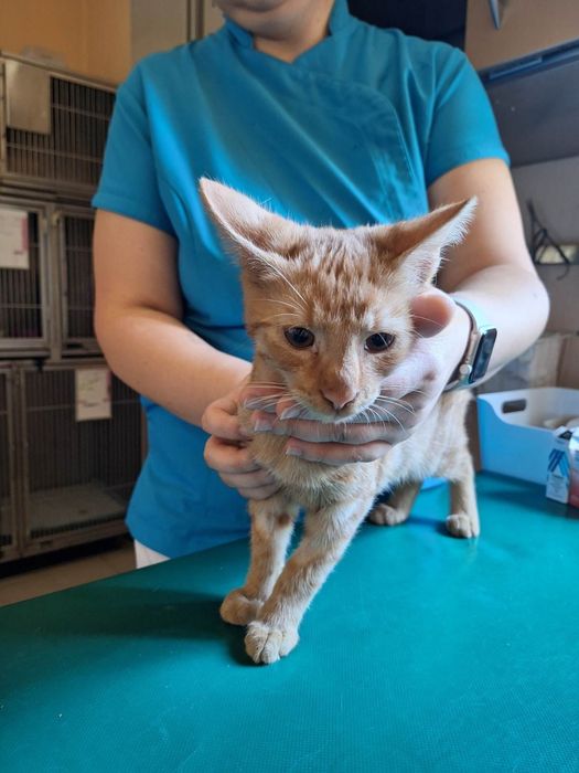 Kocurek 20 tygodni poleca się do adopcji