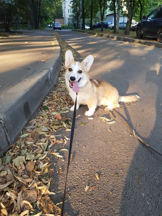 Шукає дім неймовірний хлопчик коргі пемброк.