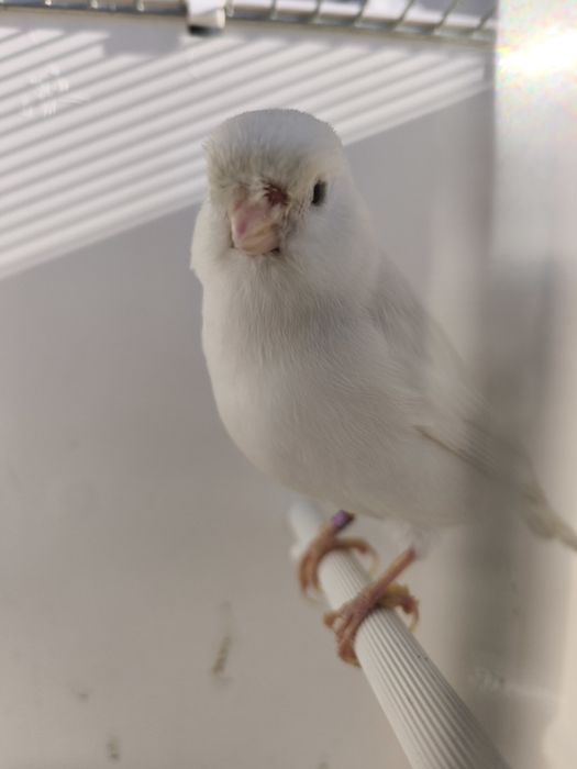 Vendo canários amarelos