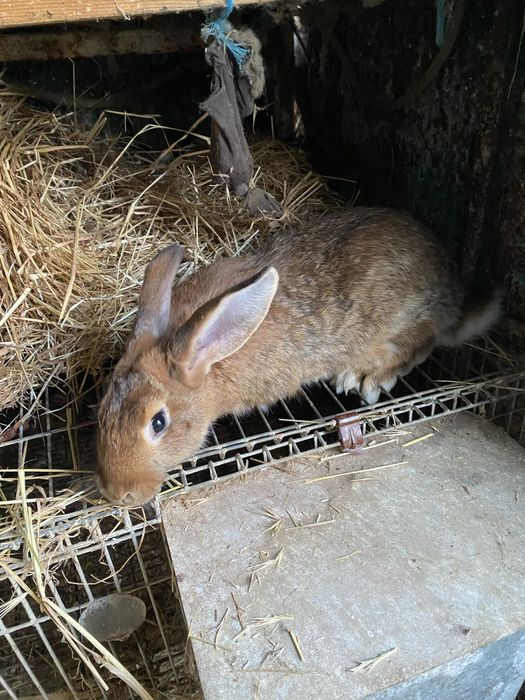 Vendo coelhos varios tamanhos