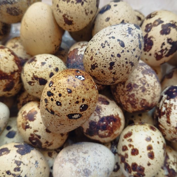 Яйцо перепелиное столовое. Мясо перепела.