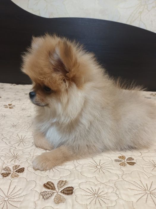 Девочка померанского шпица