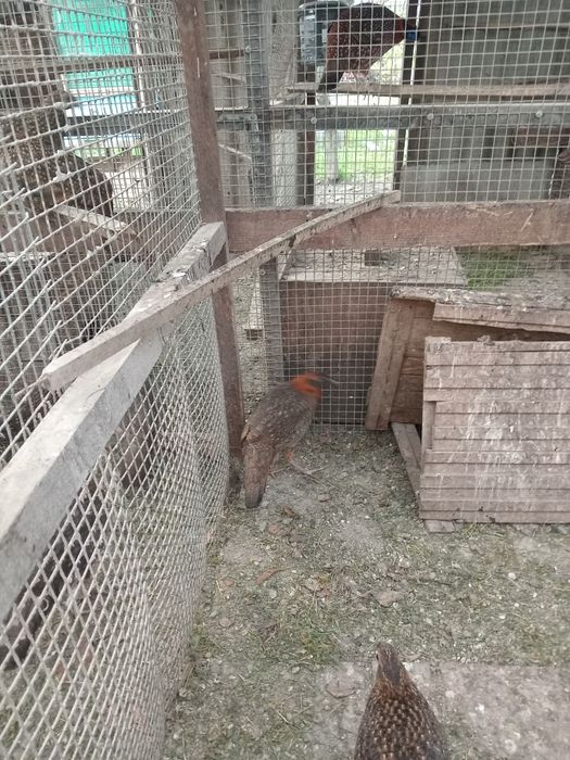 Фазани сатири.продаж