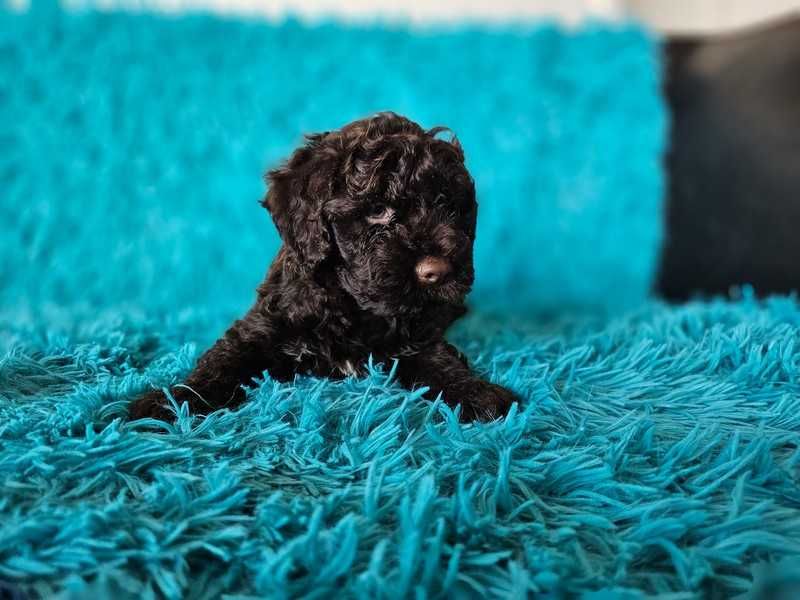 LAGOTTO ROMAGNOLO-brązowe, ZKwP/FCI-mniejszy w typie