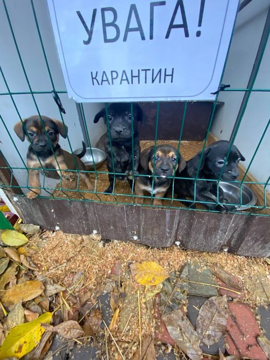 Цуценята хлопчики та дівчата