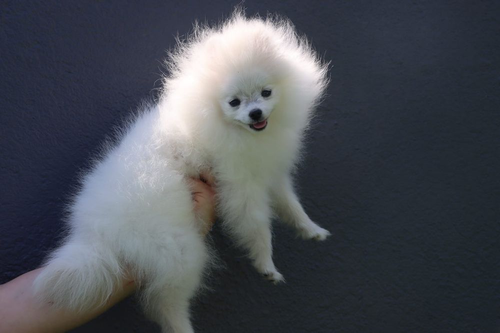 MINI Spitz lulu Pomerânia