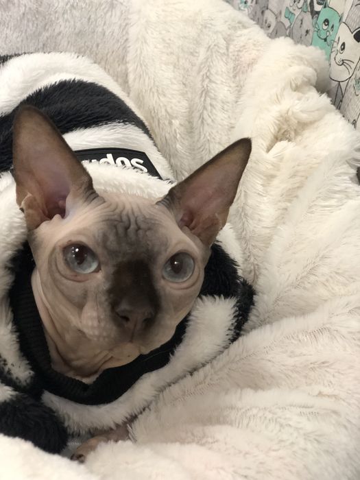 Сфинкс голубоглазая девочка