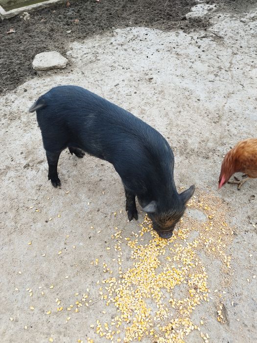 Porcos vietnamita netos de javali