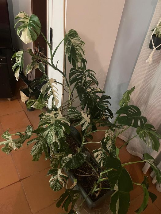 Monstera deliciosa variegata