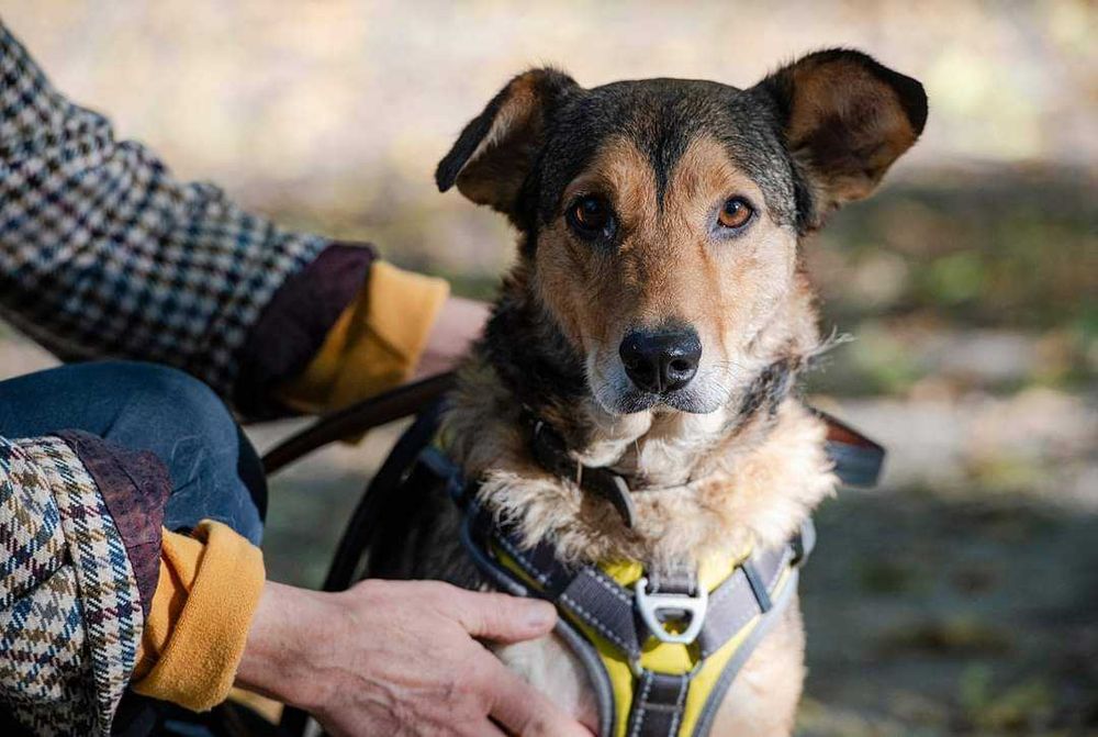 Молода красива собака добра хазяйка своєї території. Активна енергійна