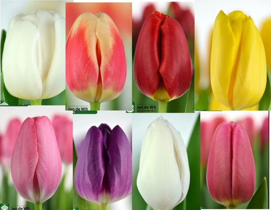 Тюльпани до 8 Березня | Передзамовлення | Понад 30 сортів