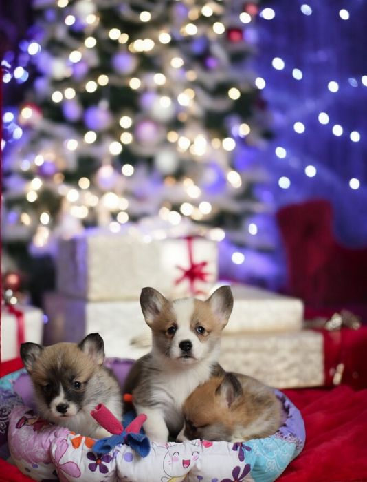 Найкращі цуценята вельш коргі пемброк! Бобтейл дівчатка.