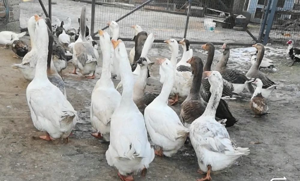 Chołmogor, chołmogory, gęsi, gąsiory, gęś