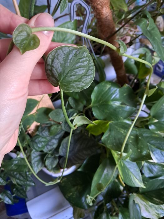 Monstera dubia ciety ped