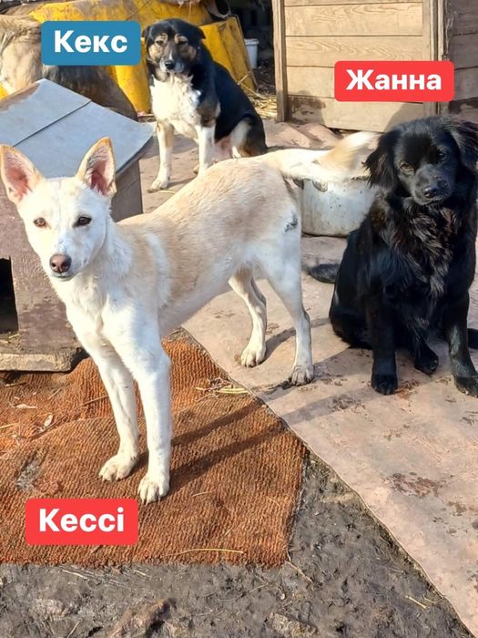 Стерилізовані собаки-дівчата шукають дім