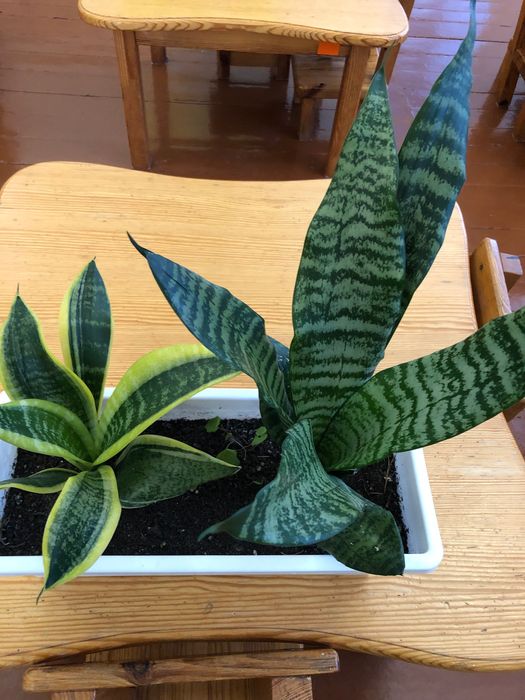 САНСЕВʼЄРА. Кімнатна рослина