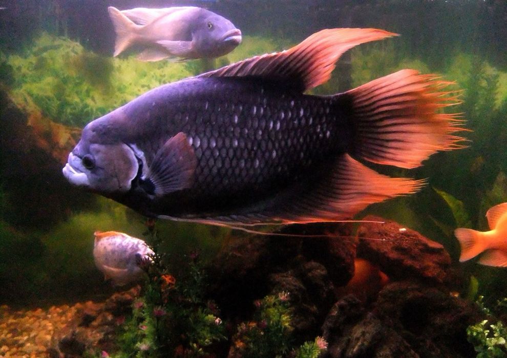 Gourami red tail