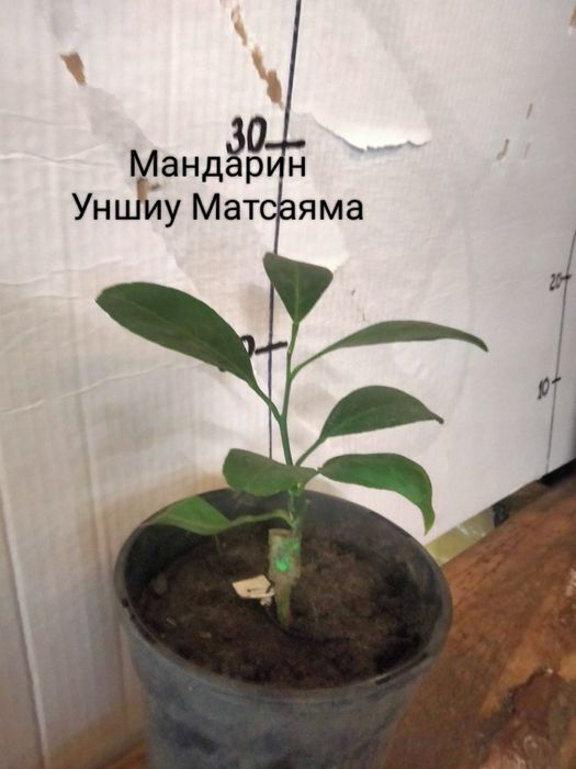 Мандарини ,лимони,апельсини  та інше