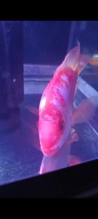 Troco ou vendo cicledeo midas