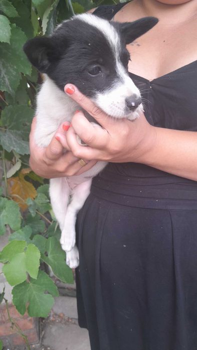 Щенята дівчята 7 шт